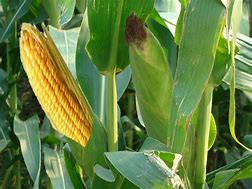 6元玉米和40%利潤率，電商助農到底是不是偽命題